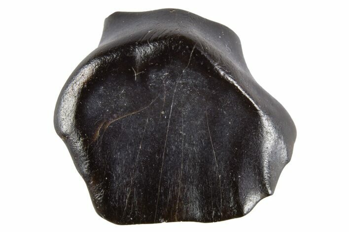 Fossil Ankylosaur Tooth - Two Medicine Formation, Montana #302548